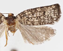 Female. © Jason J. Dombroskie. Image used with permission.